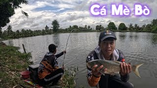 Săn cá mè bò ở hồ Thông Trí, Hồ câu cá cảm giác chit 50k nguyên ngày