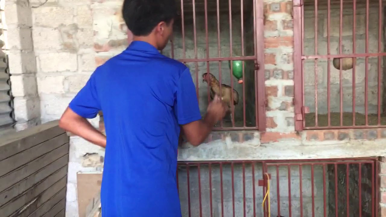 Gà Chọi Tướng Diều Hâu Cực Hiếm - YouTube