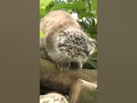 Котенок манула. - YouTube