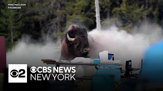 Bison flips 65-year-old man into air at Yellowstone National Park