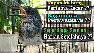 Kacer Mabung Pertama, Cara Merawat & Membuat Setelan Harian !!