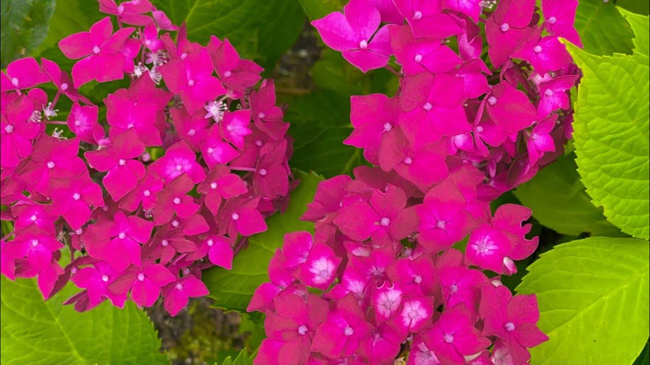 Spring The Most Beautiful Season of the Year YouTube