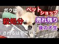 ペットショップ売れ残りからの壮絶な犬生【保護犬チワワ】