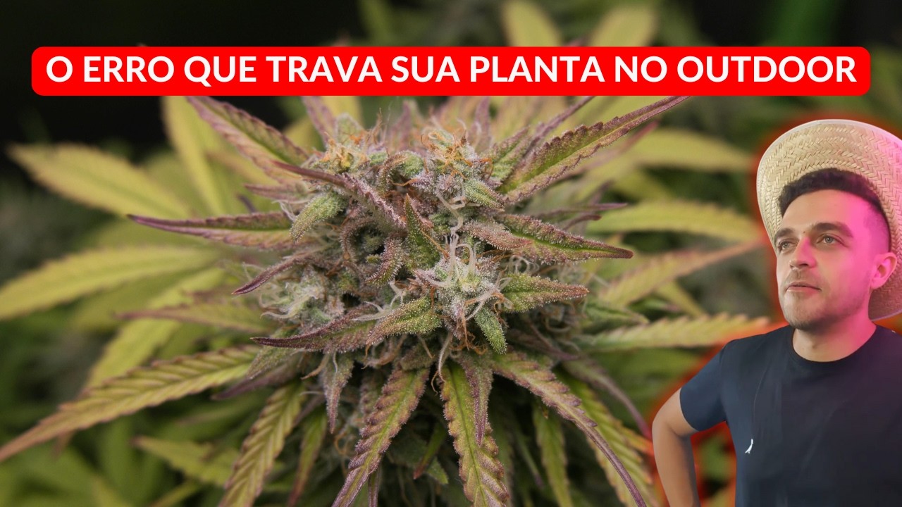 O erro que trava sua planta no cultivo outdoor