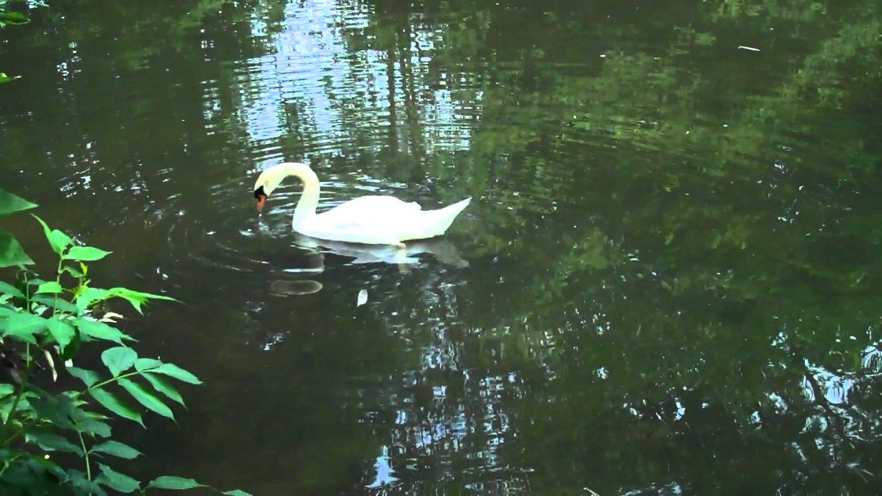 fishing and swan 005.MP4