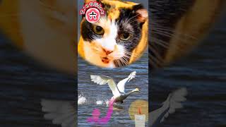 【猫が語る不思議な話】百ノ目怪談その七 六つ目『白鳥』【百物語】【猫動画】