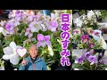 【園芸】春に買いたい！日本のすみれの品種紹介と育て方【山野草】