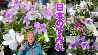 【園芸】春に買いたい！日本のすみれの品種紹介と育て方【山野草】