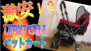 激安ペットカート！！シンガプーラ兄妹は気に入ってくれるのか？