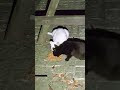 地域猫♯stray cat