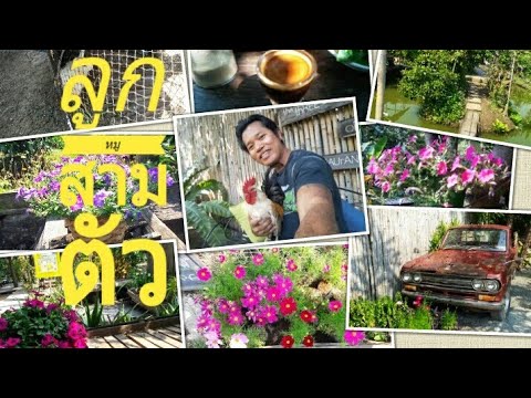 ลูกหมูสามตัว | ร้านอาหารคาเฟ่น่านั่งที่สามพราน | Thiwa Food