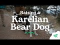 Raising a Karelian Bear Dog | Rover.com