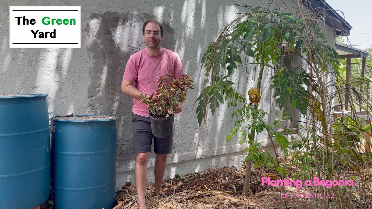 Planting a Begonia Outside in Phoenix, AZ! Zone 9B - YouTube