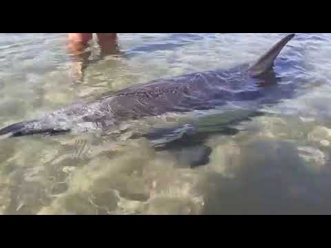 Delfín hallado en la orilla de la playa de Dénia