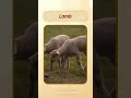 English Pronunciation - Lamb #learn #english #animals #pronunciation  @VisualVoiceEnglish