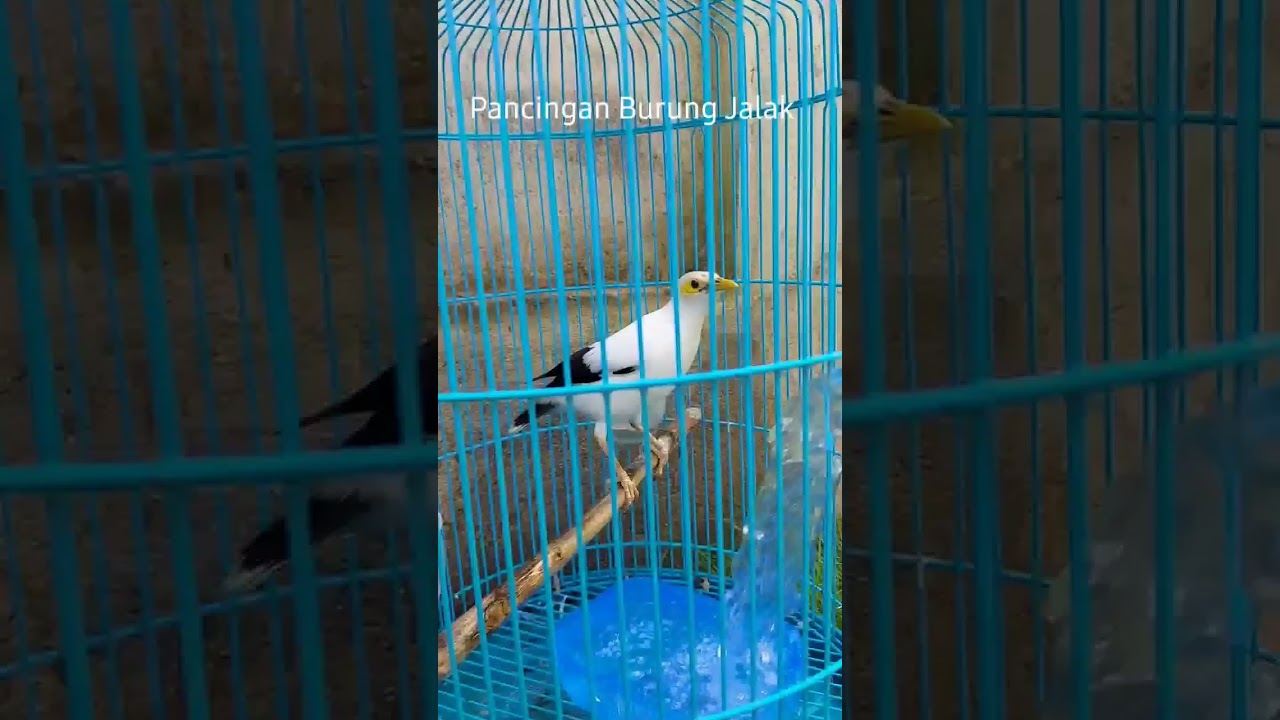 Pancingan Burung Jalak Putih Jantan Gacor Full Isian.