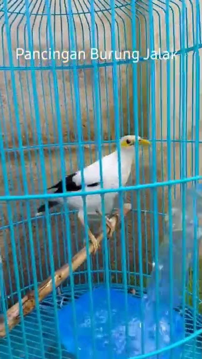 Pancingan Burung Jalak Putih Jantan Gacor Full Isian.