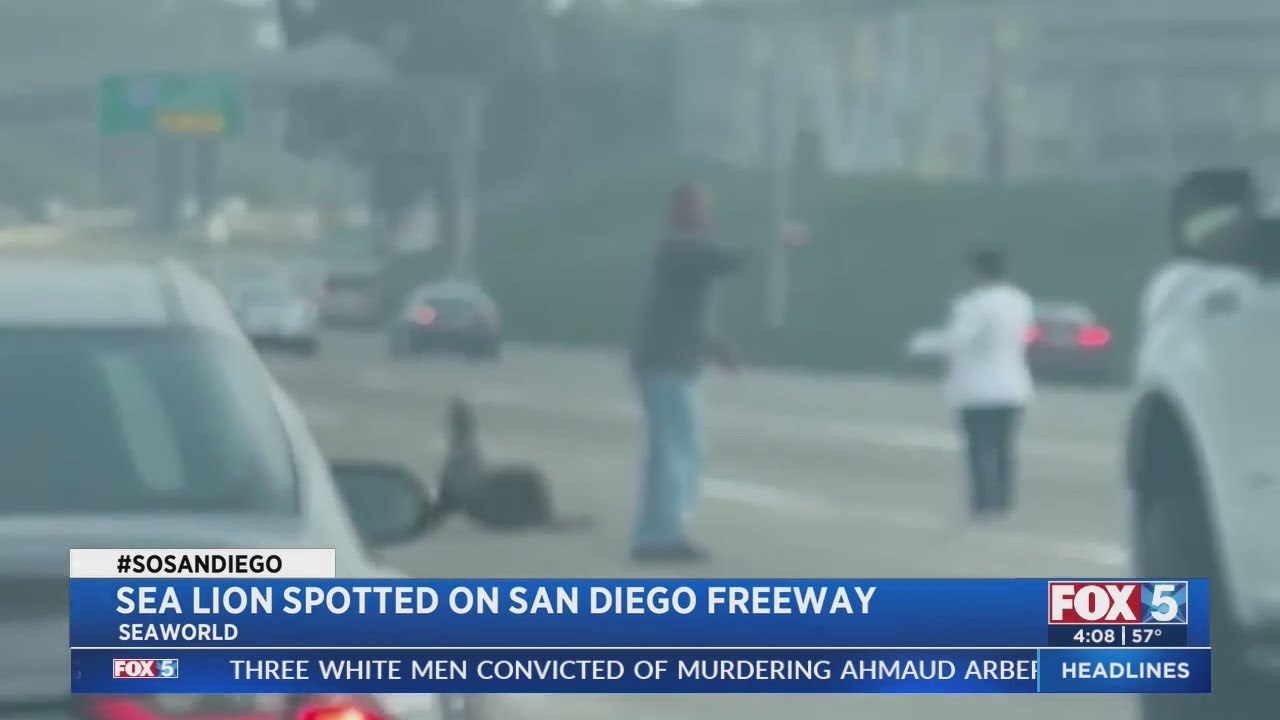 Sea Lion Spotted On San Diego Freeway