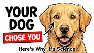 Psychology of Dogs That Follow You Everywhere (What They're Watching For)