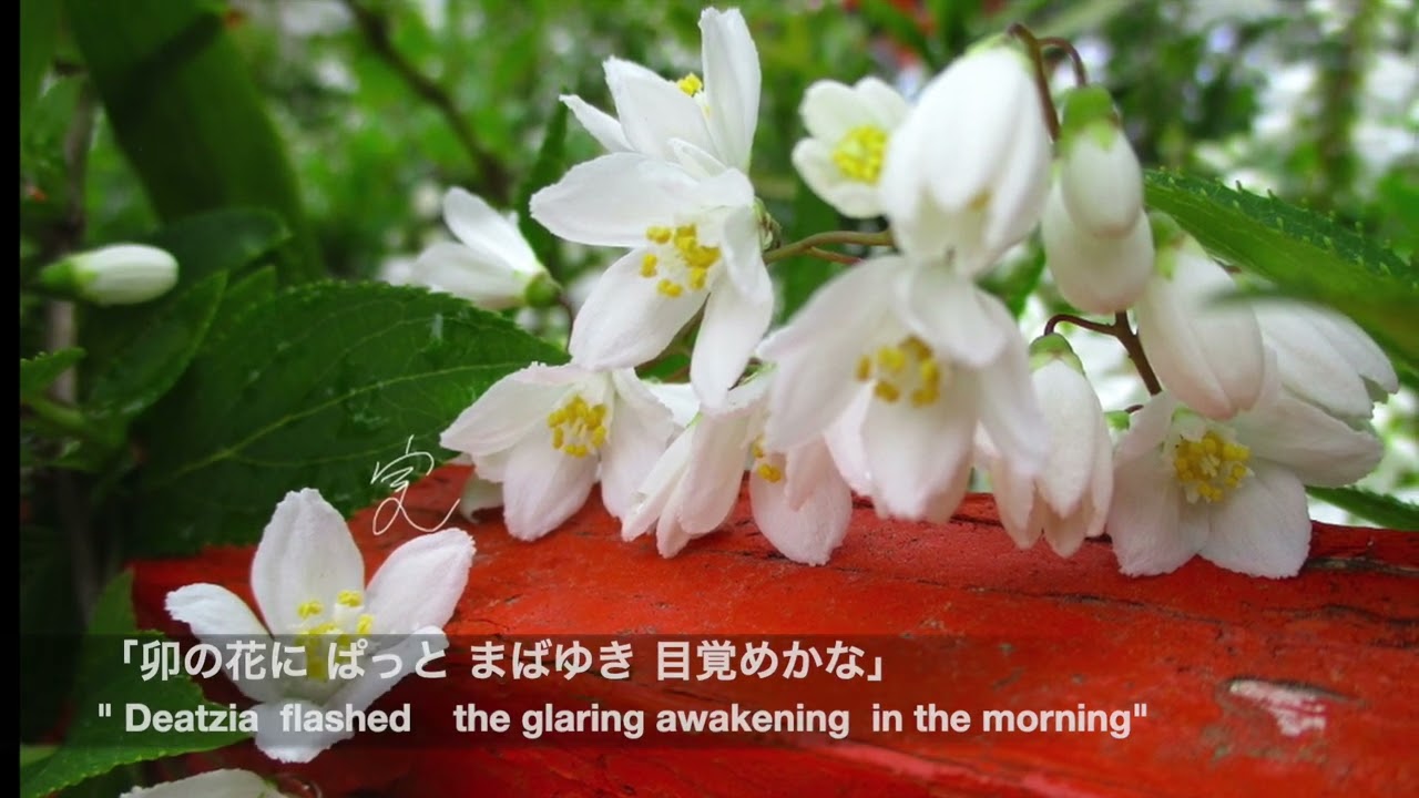 山吹の花 実乃鈴 京都さんぽ YAMA-BUKI JPN rose MINOSUZU stroll in KYOTO