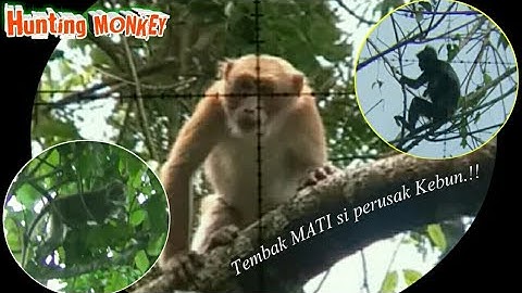 🌎HUNTING MONKEY.!! Bantai habis monyet ekor panjang & Tupai perusak Kebun buah