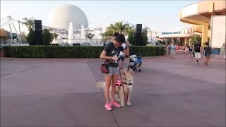 Service Dog Training at Disney!  (4/5/17)