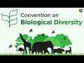 Convention on biological diversity cop 15  ecology