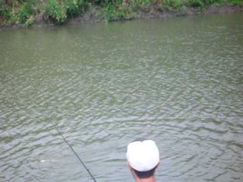 Missouri Record Asian Carp...HUGE!!!