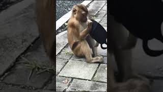 monkey vs covid #shorts