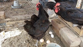 My Chickens Laying An Egg