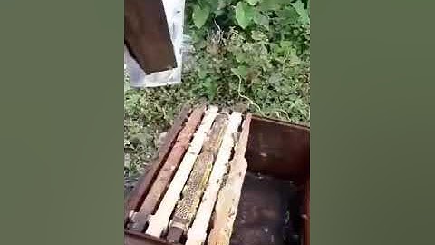 THU HOẠCH MẬT ONG BẠC HÀ _ HÀ GIANG