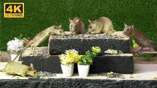 Mouse for cats To Watch - Mouse Hide and seek Video For Lovely Cats to Enjoy - 10 Hours Cat TV by Awesome Nature  640 views 7 months ago 10 hours