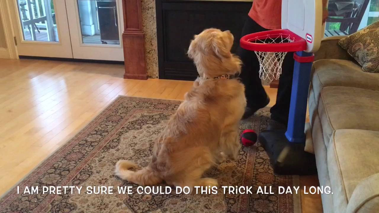 Expert Trick Dog Title Test YouTube