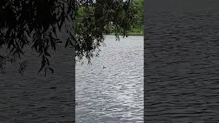Река Северский Донец у лесопарка Сосновка, Белгород. Seversky Donets River near Sosnovka Forest Park