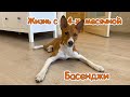 Басенджи в 4 месяца, как прожили месяц, что нового? | Basenji 4 months old