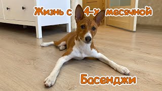 Басенджи в 4 месяца, как прожили месяц, что нового? | Basenji 4 months old