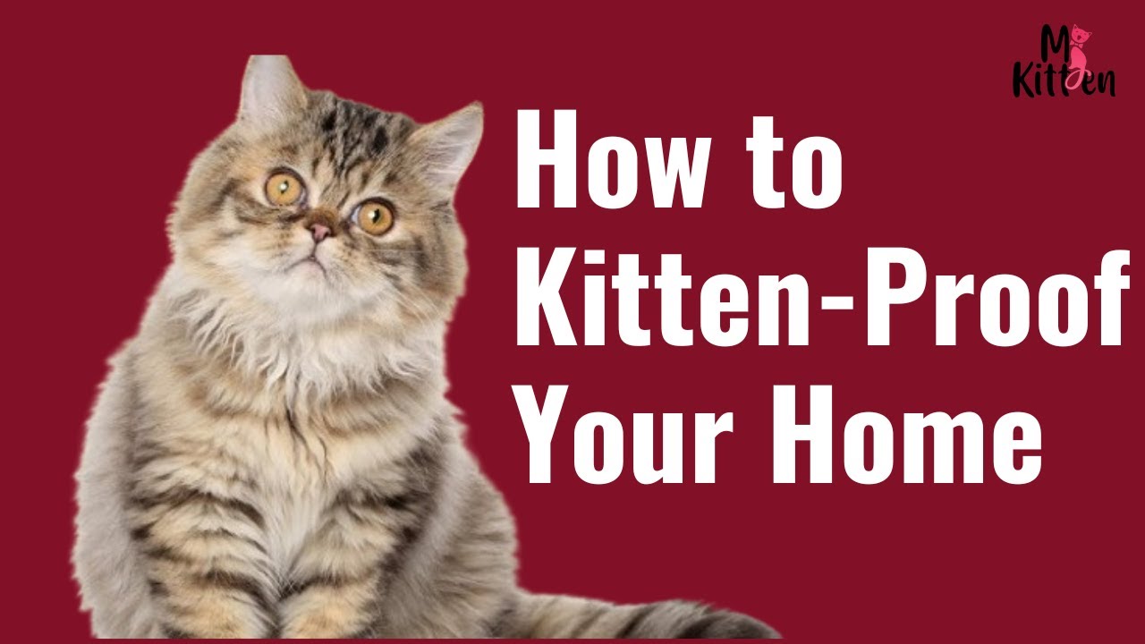 Purr-fectly Safe: How to Kitten-Proof Your Home 🏠 | Essential Tips for New Cat Parents