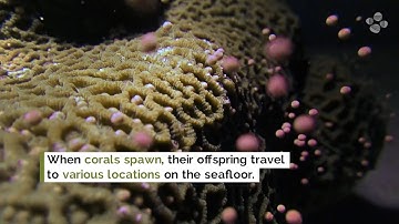 KAUST Research: Corals pass on more than genes