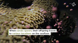 KAUST Research: Corals pass on more than genes