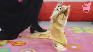 Cute Chihuahua Mathilda Performs a Dog Dance