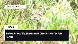 Harimau Sumatera Berkeliaran di Lokasi Proyek PLTA Tapsel