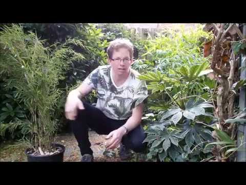 How to plant a clumping bamboo