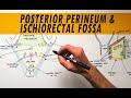 Posterior Perineum & Ischiorectal Fossa | Anatomy Tutorial