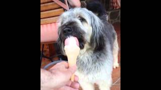 Marky - ice cream lover