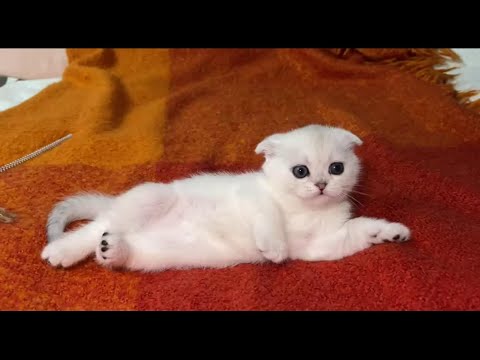 Video: Paano Pangalanan Ang Isang Scottish Cat