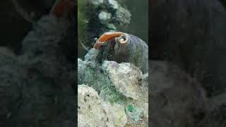 Hair Algae problem before Strawberry Conchs
