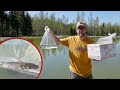 THEY SENT Us CATFISH THRU the MAIL to STOCK our OFF-GRID Property Pond... This IS What HAPPENED!!!