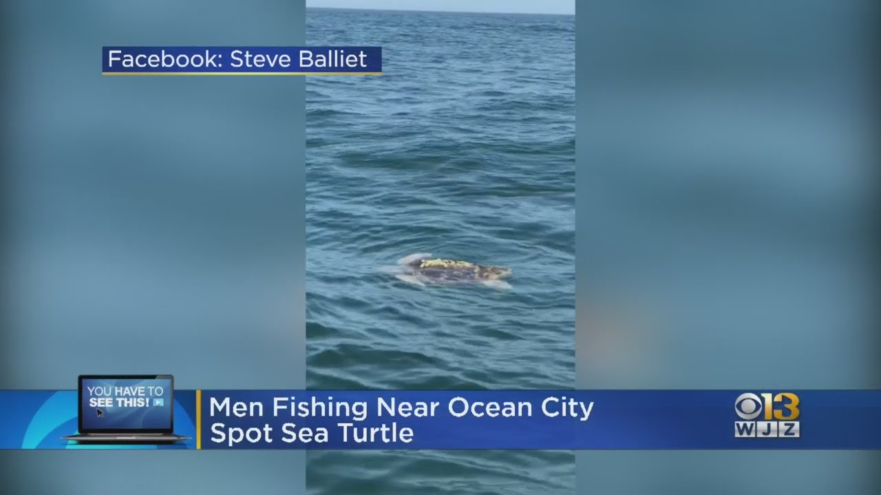 Man Fishing Near Ocean City, Maryland Catches Glimpse Of Sea Turtle