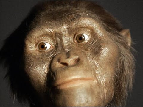 Video: Nello Scheletro Del Famoso Australopithecus Lucy, è Stato Trovato Un Osso Di Babbuino - Visualizzazione Alternativa