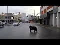 Bear takes APD on chase through the city of Anchorage